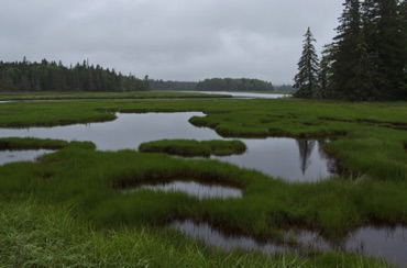 Salt Marsh near Bass Harbor