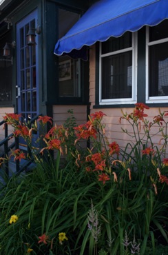 Tiger Lilies Tiger Lilies