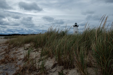 Dune Grass, Edgartown Dune Grass, Edgartown