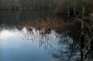 Pond Reflection, Cedar Tree Neck