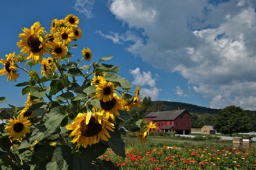 Sunflowers at Hancock Shaker Village Sunflowers at Hancock Shaker Village