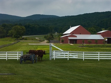 Oxen and cart