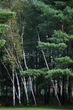 White Birches White Birches