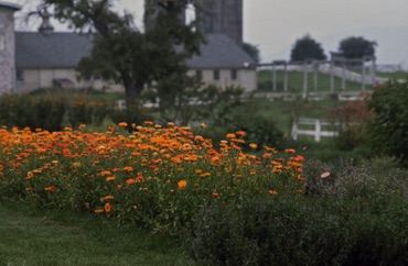 Summer daisies, Hancock