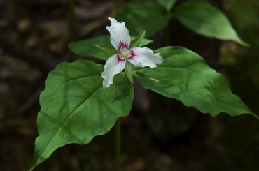 Trillium Trillium